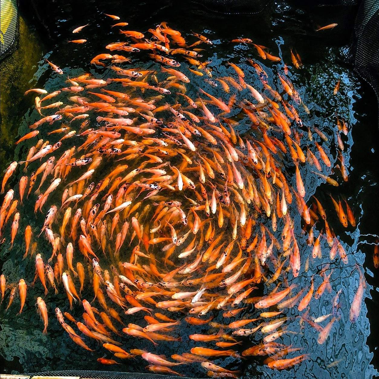 Natural Lagoon Fish Spa