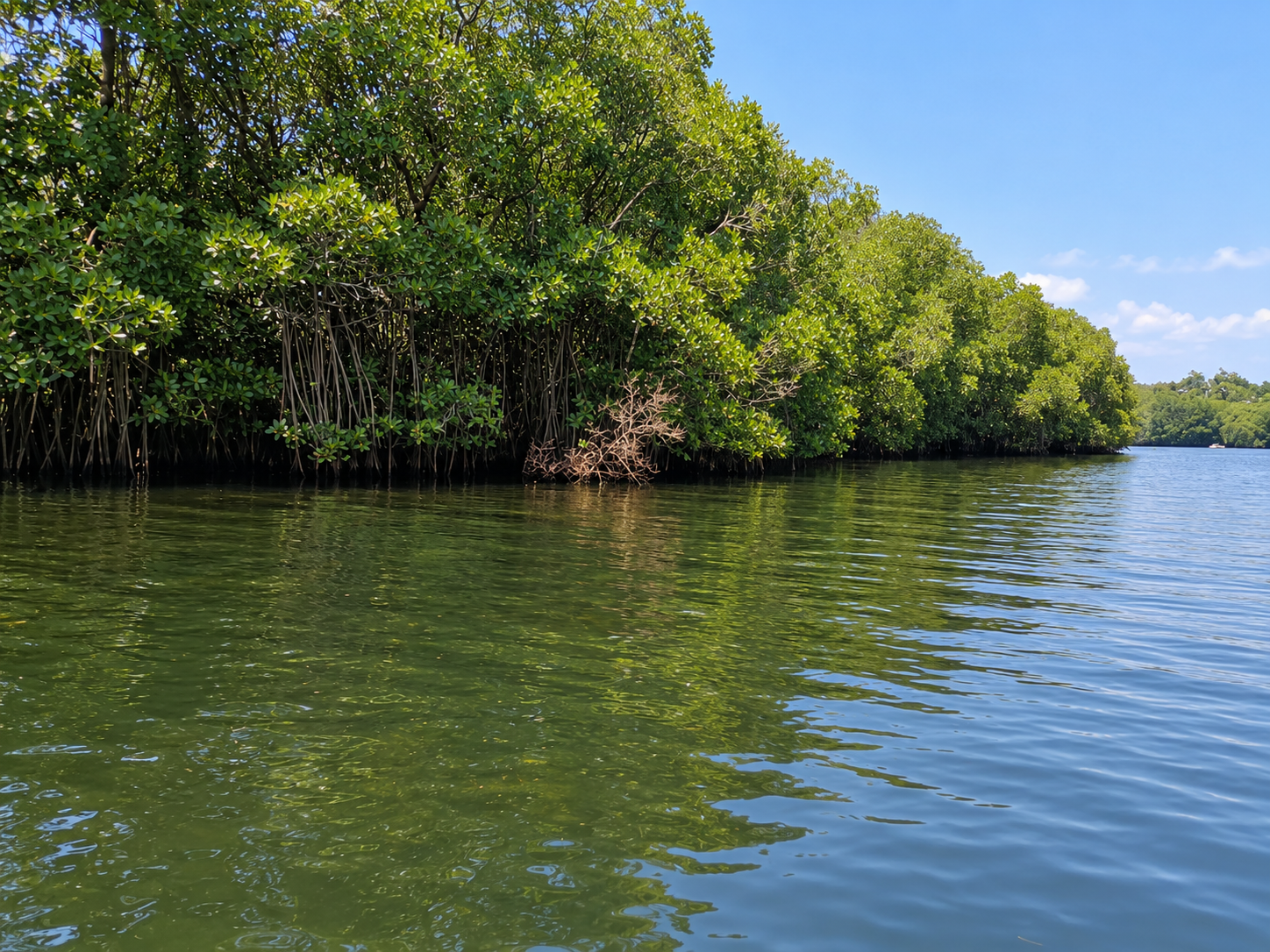 Deep Mangrove Archway