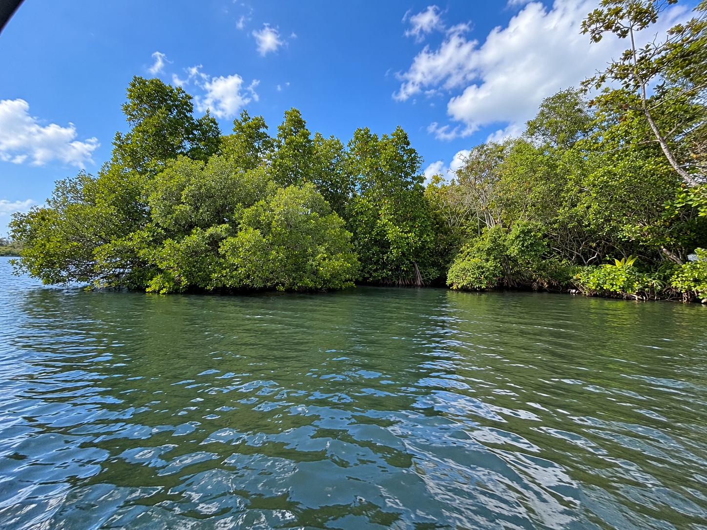 Scenic Mangrove Tunnel