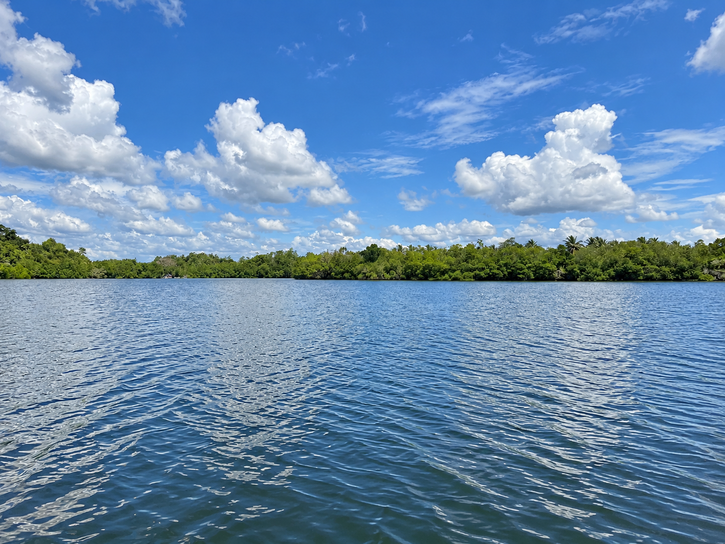 Dense Mangrove Forest
