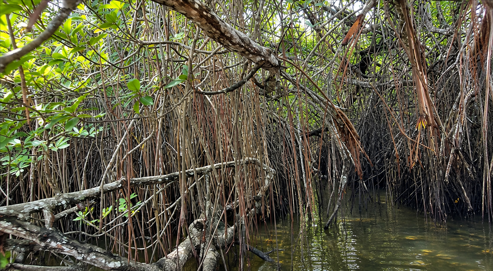 Quiet Mangrove Creek