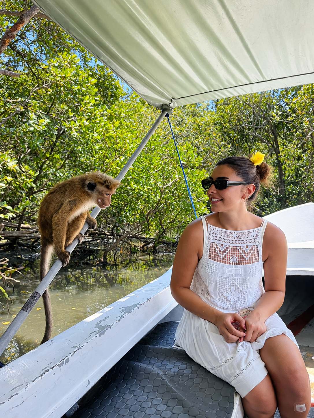Lagoon Monkey Troop