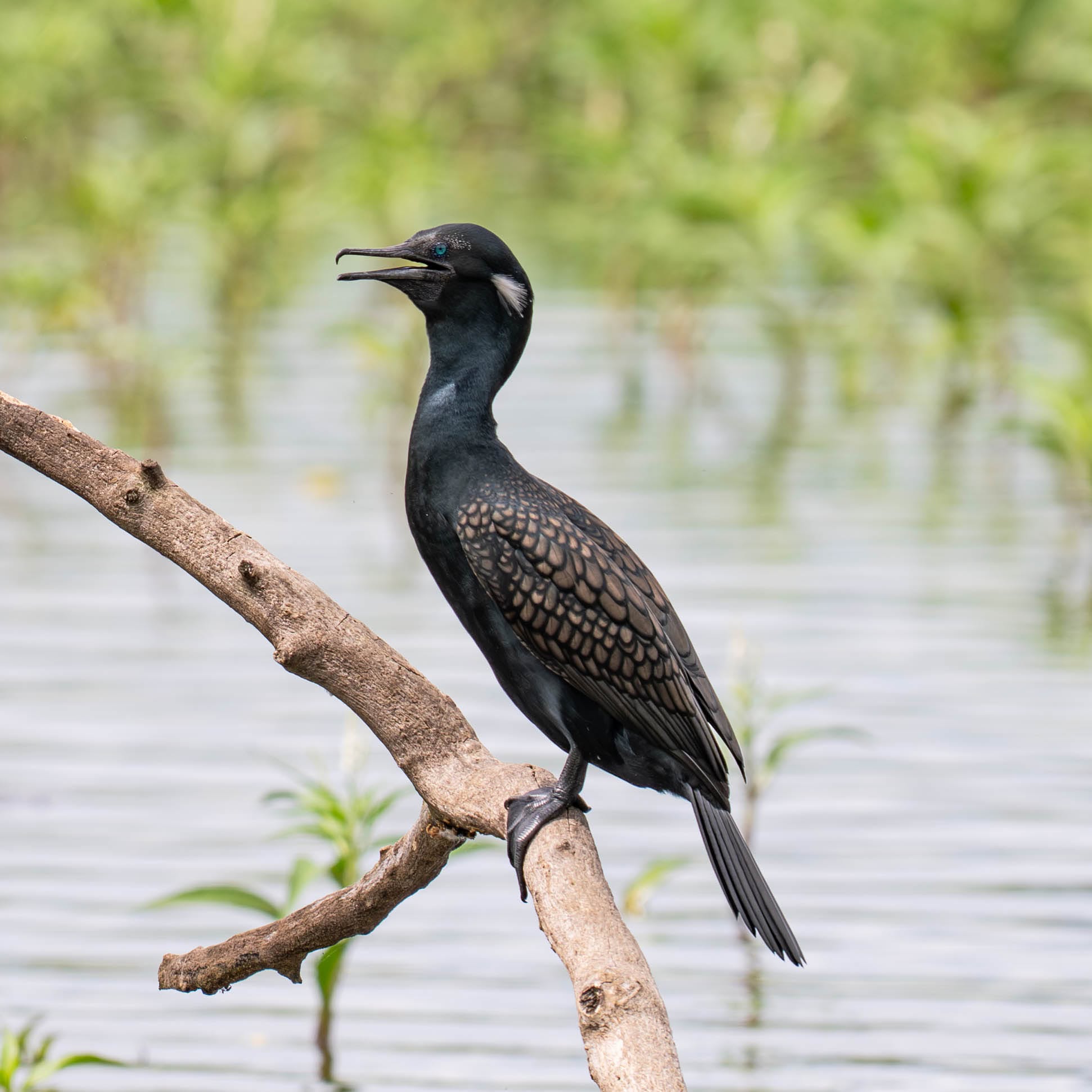 Madol Doova Bird Sanctuary
