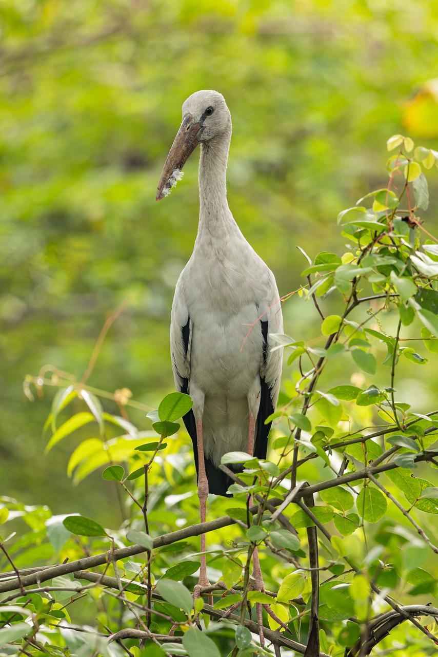 Exotic Avian Fauna