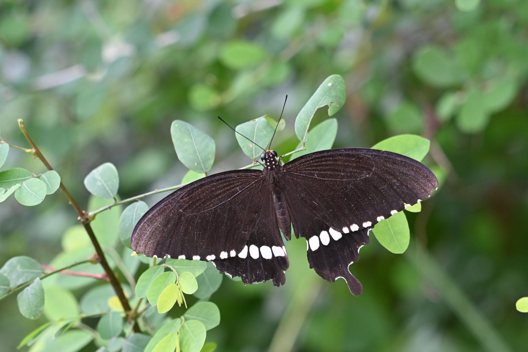Wild Nesting Sanctuary
