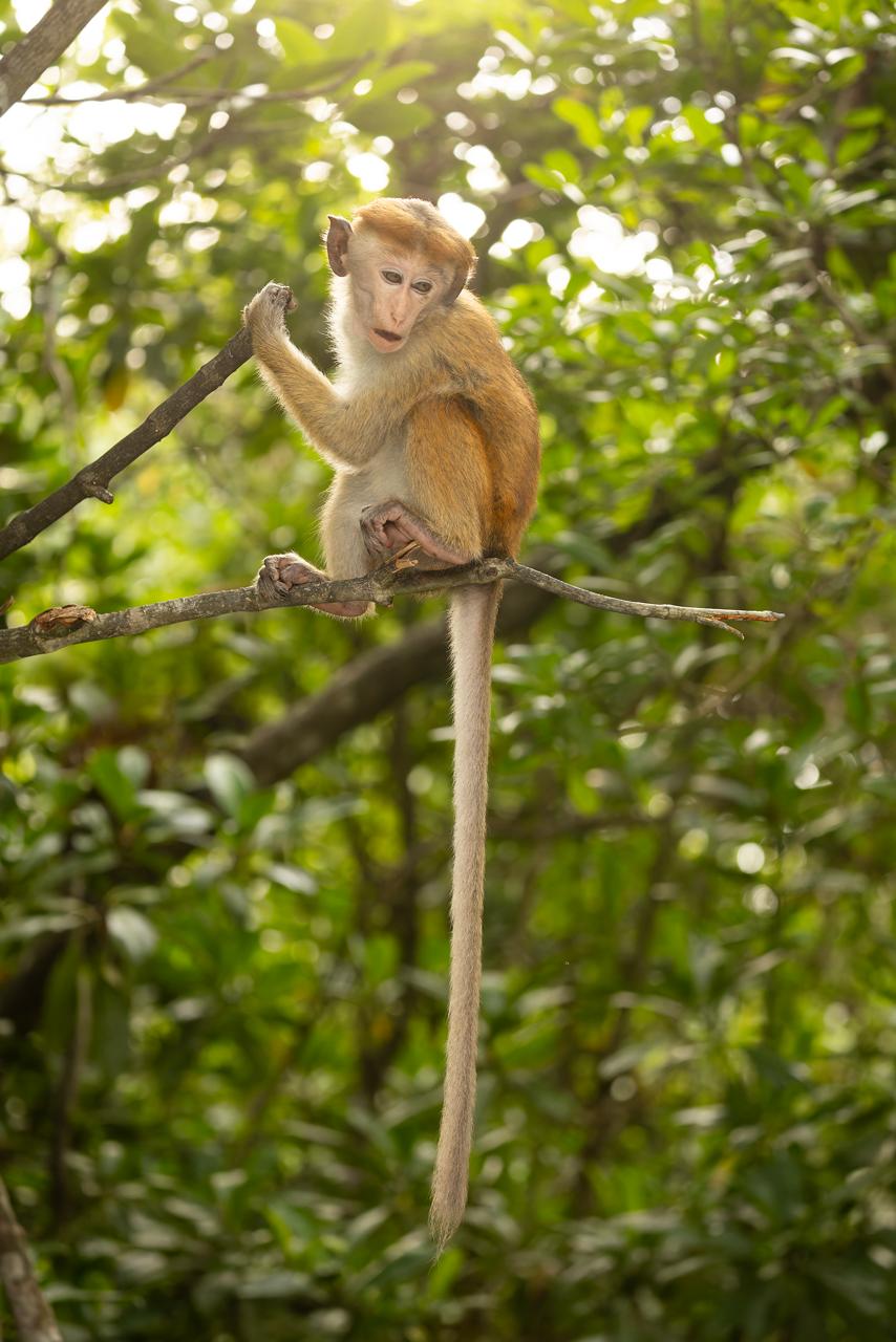 Madol Doova Sanctuary Wildlife